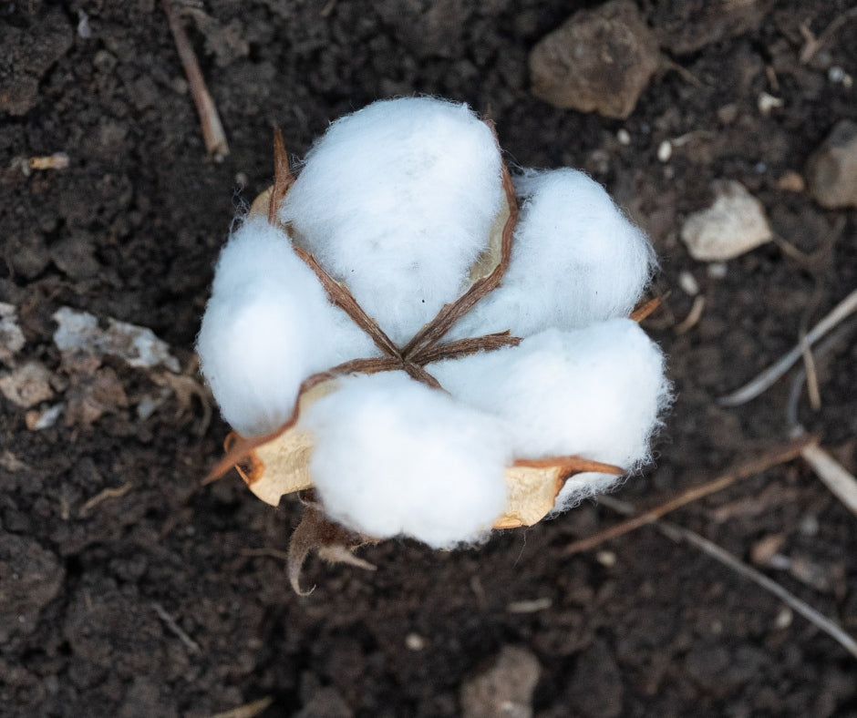 Why Stanley/Stella's Organic Cotton Sets the Standard